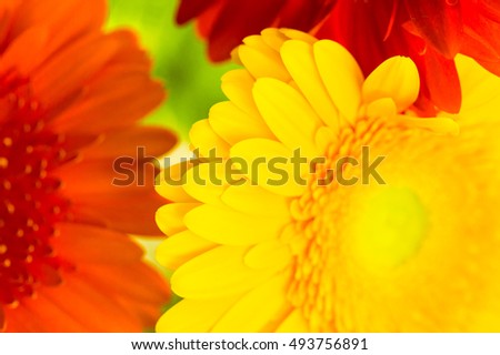 Bright colorful gerbera flowers close up as a natural background