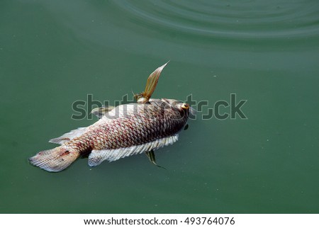 Dead fish in polluted water in the summer. Royalty-Free Stock Photo #493764076
