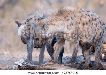african mammal predator hyena kruger national park south africa