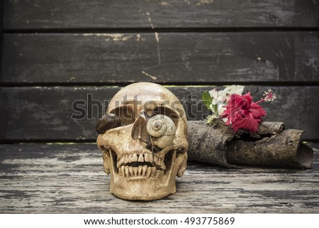 Snail climb on skulls laid at on a wooden floor background with space for text input. Adjustment  beautiful color  image sepia and soft focus style.