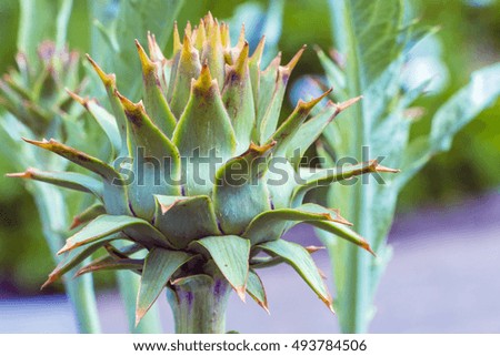 Spiked cardoon (Rouge d'Alger Cardoon), also called the artichoke thistle. Stems of edible thistle-like plant. Natural green agricultural picture. Big buds with sharp leaves. Homegrown food vegetables