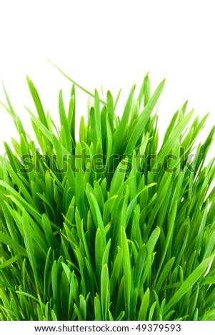 Isolated green grass on white background