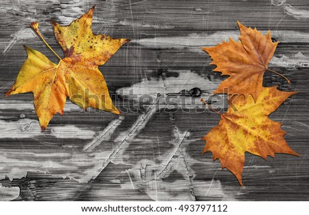Dray Maple Leaves On Old Knotted Weathered Cracked Wood Rustic Background