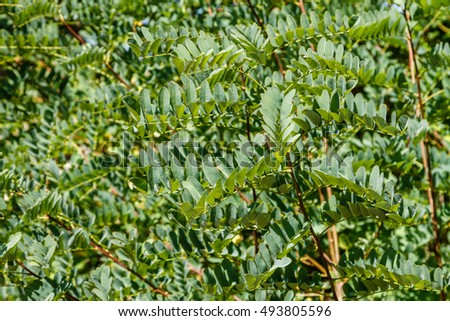 Branches and leaves, False Acacia. Robinia pseudoacacia.