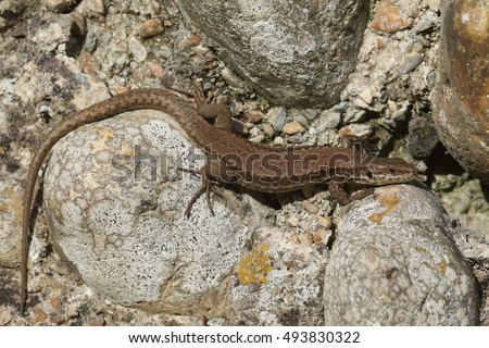 A stunning Wall Lizard (Podarcis muralis) warming up in the sun on a wall.