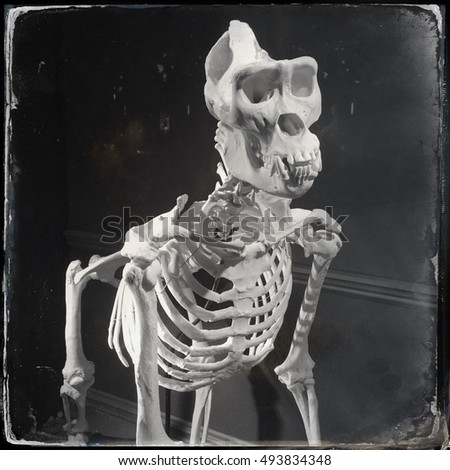 Vintage tintype style photo of a gorilla skeleton