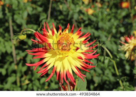 Wonderful Dahlia Flowers in a Garden in Germany