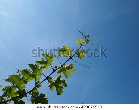 Vine in front of the blue sky