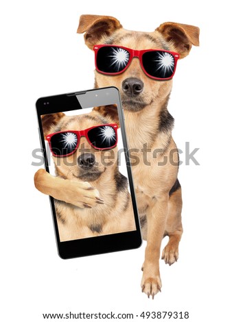 Dog wearing sunglasses and posing for a selfie shot with mobile isolated