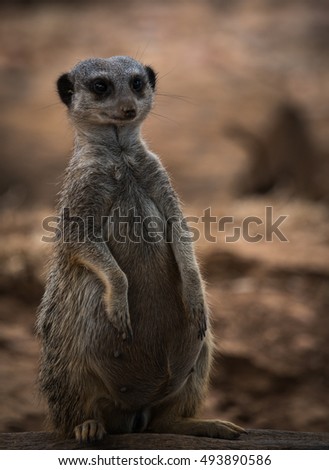 Portrait of a young pregnant meerkat sitting on a log, Greece