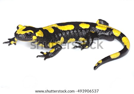 Europaean fire salamander (Salamandra salamandra) on white panel. Liguria. Italy.