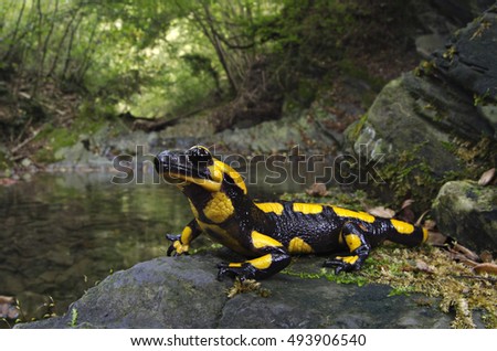Europaean fire salamander (Salamandra salamandra) in its habitat. Liguria. Italy.