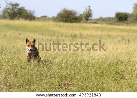 Red Fox Sitting in A Field of Grass