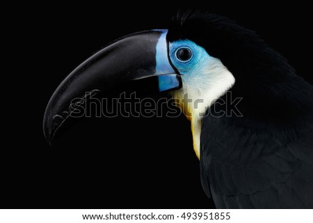 Close-up Channel-billed Toucan, Ramphastos vitellinus, portrait of bird with large beak Isolated on Black Background Royalty-Free Stock Photo #493951855
