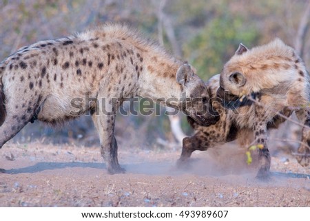 african mammal predator hyena kruger national park south africa