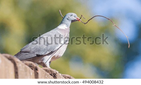 Dove with small branch isolated - Building a nest