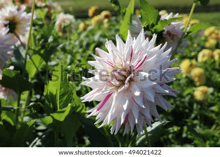 Dahlia Flowers 
