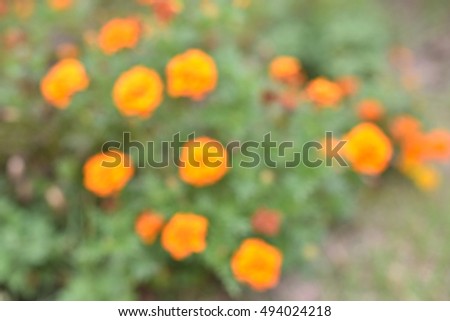 orange flower's full bloom