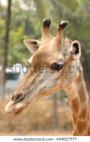 Giraffe head in public zoo.