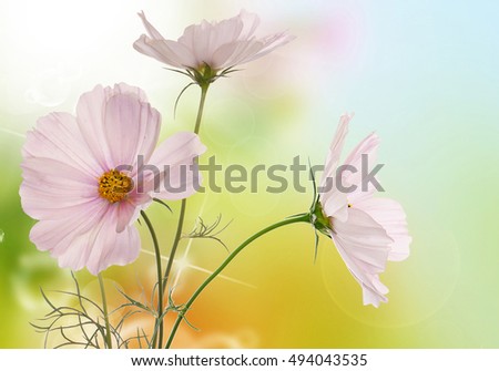 Sunny light pink flowers