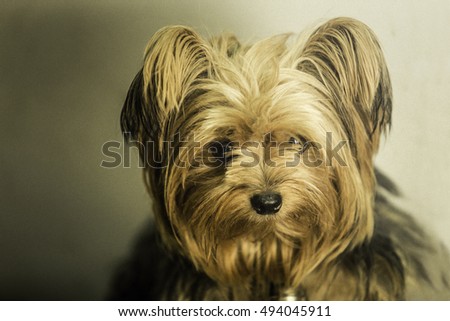 Photo Yorkshire Terrier dog on the corner of the eye color line vintage and Film Grain and Noise prizes put into the picture to make it look old.