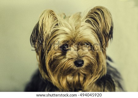 Photo Yorkshire Terrier dog on the corner of the eye color line vintage and Film Grain and Noise prizes put into the picture to make it look old.