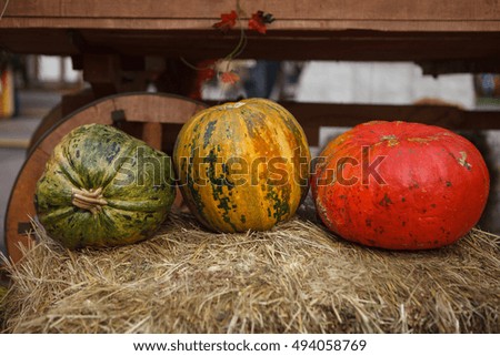 Autumn harvest.Assortment of pumpkin vegetables. Fresh natural food,ripe vegetable to prepare dinner. Cut orange pumpkins Jack-O-Lantern for Halloween celebration in November.Cook tasty squash dishes 