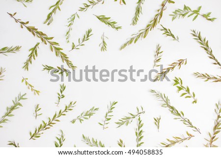 Frame with branches, leaves and petals on white background. Flat lay, top view. Arradgement of gray grefsheim (spiraea cinerea) plant.
