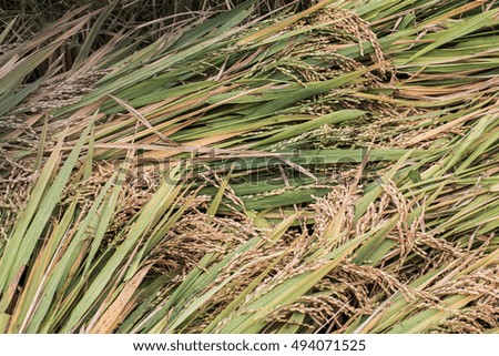 Wheat grains, Rice, pile of paddy, whole rice, harvested rice, raw rice, whole grains, Asian staple