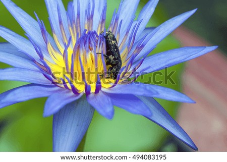 A bug on lotus