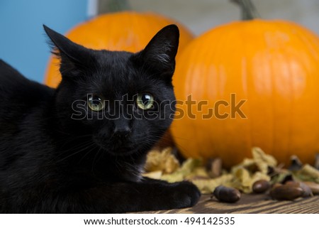 Black cat as a symbol of Halloween with orange pumpkin