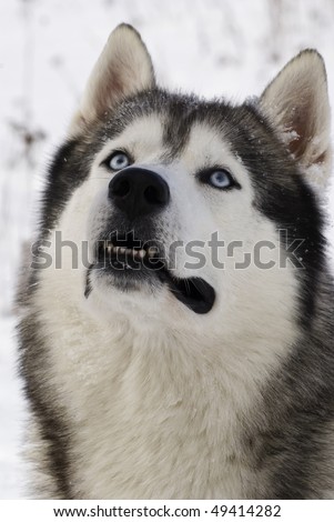 Picture of a blue-eyed adult siberian husky
