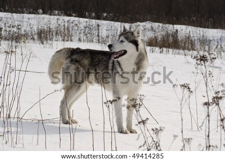 Picture of a siberian husky in a steppe landscape