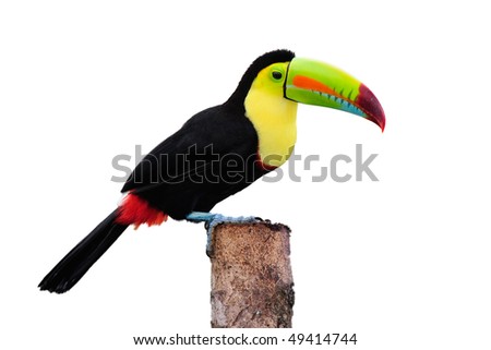 Keel Billed Toucan, from Central America. Isolated on White