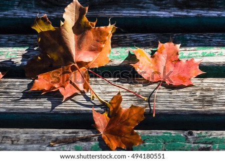 bright red leaves on an old bench