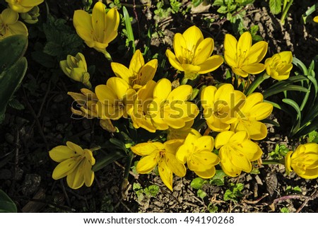 A beautiful bouquet of yellow saffron in the autumn sun and shade in the garden.