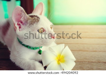 cute white cat and flower in soft vintage tone 