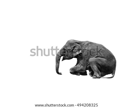 asia elephant sitting show isolated on white background