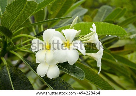 White frangipani flower, flora tree blossom beautiful.