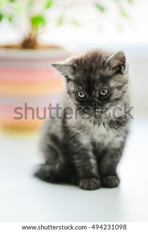 kitten Scottish breed. Color black smoke