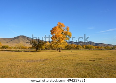 Colorful tree in Mongolian steppe in autumn