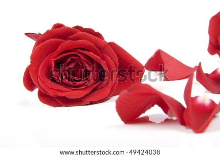  Red rose isolated on white background