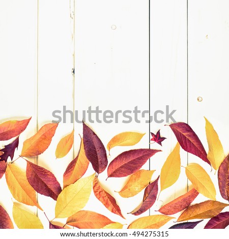 Bright and Pretty Fall Display of Colorful Ash Leaves for a Thanksgiving or Halloween Card on Rustic White Board Background with room or space for copy, text, or your words and is Cross Processed