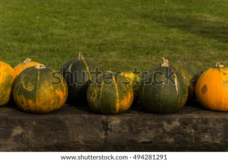 Harvesting pumpkins for Halloween. Decorations for Halloween. Beautiful ripe pumpkin ready to eat or cutting. Raw materials for traditional Pumpkin Pie. In commemoratione omnium fidelium defunctorum