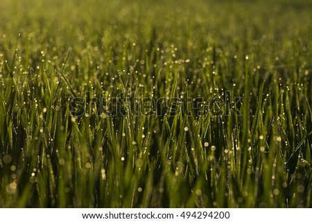 Green grass with water drops blurred background
