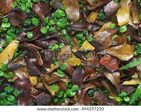 natural dried leaves leafs falling on the jungle floor covered with contrast color green round creeping grass leaves after rain as picture backdrop background
