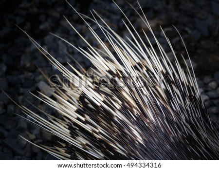 porcupine detail.