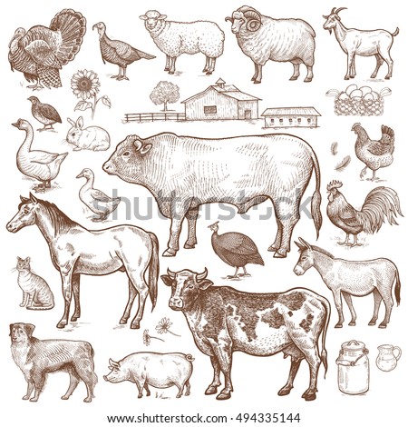 Vector large set  farm theme. Animals cattle, poultry, pets, landscape. Objects of nature isolated on white background. Drawings for text illustration, decoupage, design covers, signage, posters. Royalty-Free Stock Photo #494335144