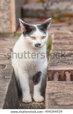 Black And White cat from thailand