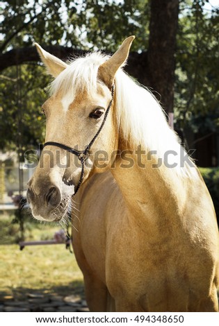 palomino horse with a white mane stands on a background of green leaves
